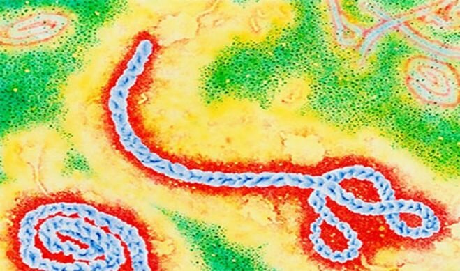 Российская вакцина может принести спасение от лихорадки Эбола