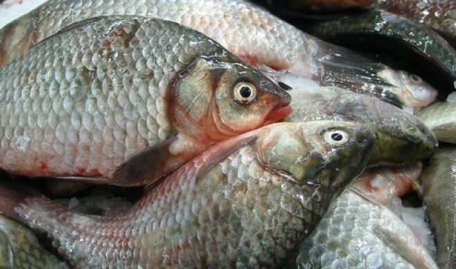 В Кузбассе будут разводить рыбы в промышленных масштабах