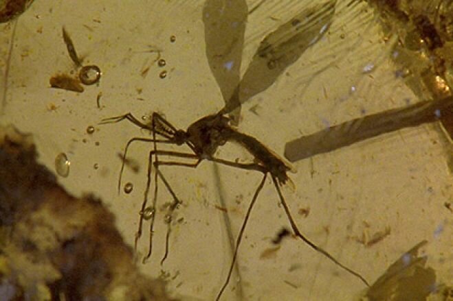 Палеонтологи нашли прототип комара из «Парка юрского периода»