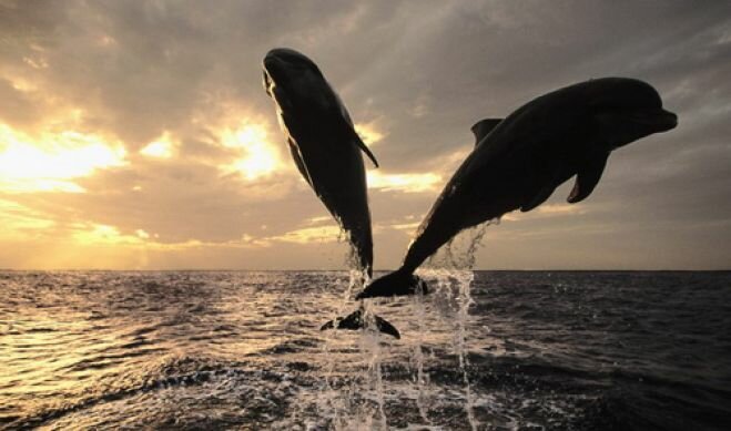 В США массово гибнут дельфины