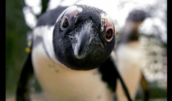 Неизвестное заболевание лишило антарктических пингвинов оперения