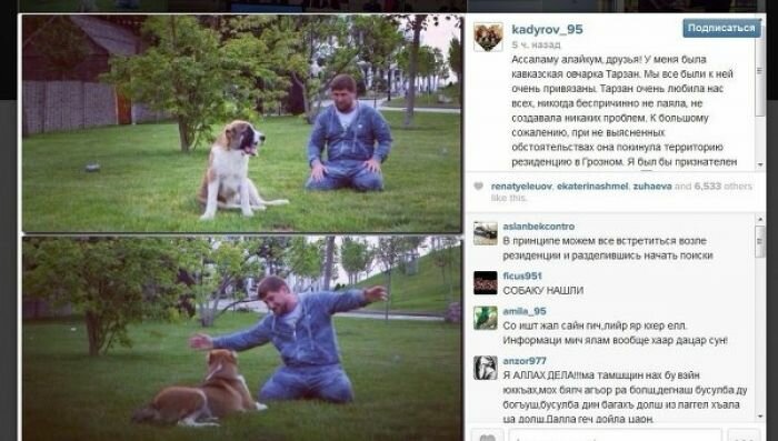 Любимая собака Кадырова нашлась в Ингушетии
