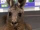 В Австралии раненый кенгуру сам пришел в аптеку