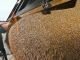 Египет сможет покупать российскую пшеницу за рубли
