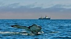 Памела Андерсон попросила Владимира Путина защитить вымирающих китов