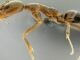 Пестициды превратили муравьев-мигрантов в камикадзе